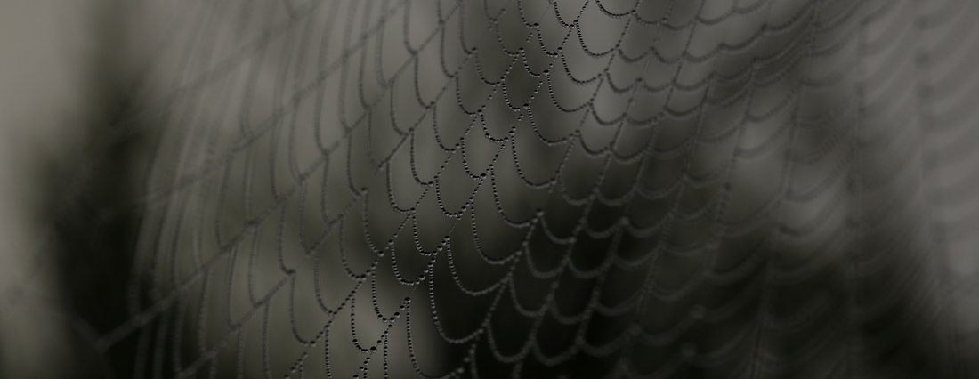 Close-up of a dew-covered spider web